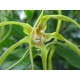 Ylang-Ylang