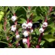 Gaultérie couchée (wintergreen) 