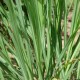 Lemongrass  ( verveine exotique) 