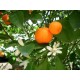 Mandarine (zeste) 